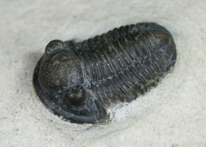 Gerastos Trilobite From Foum Zguid - #10997